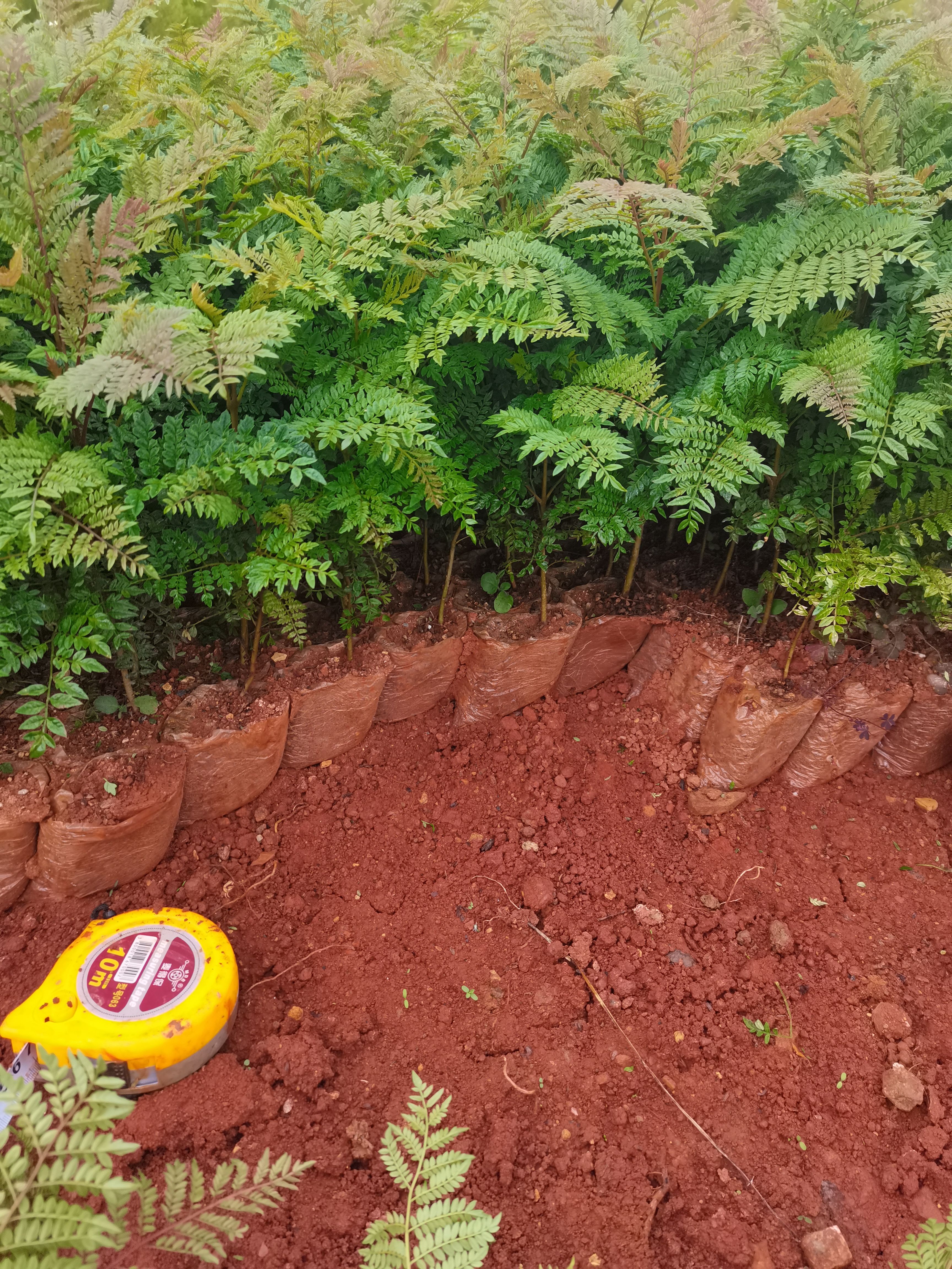 蓝花楹种子  蓝花楹小幼苗，云南昆明荒山绿化种植园一手货源