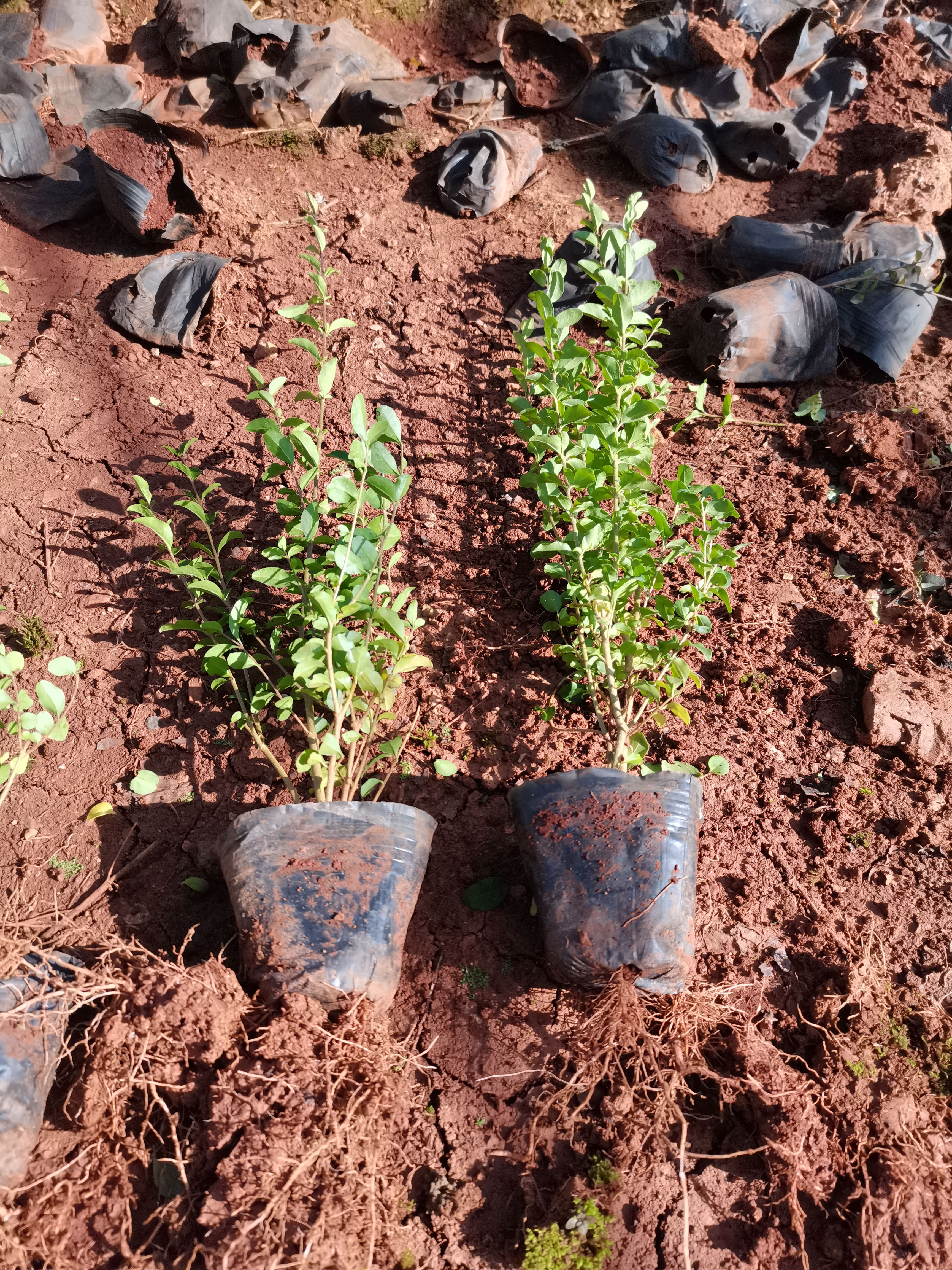 小叶女贞，云南昆明小叶女贞种植基地