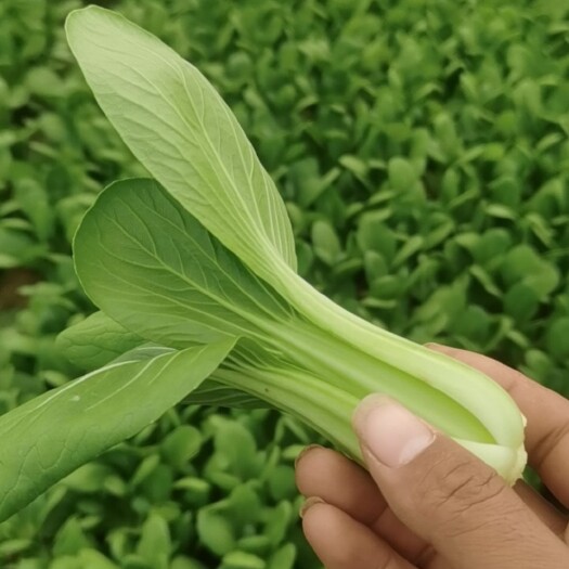 曹县 精品上海青小白菜。