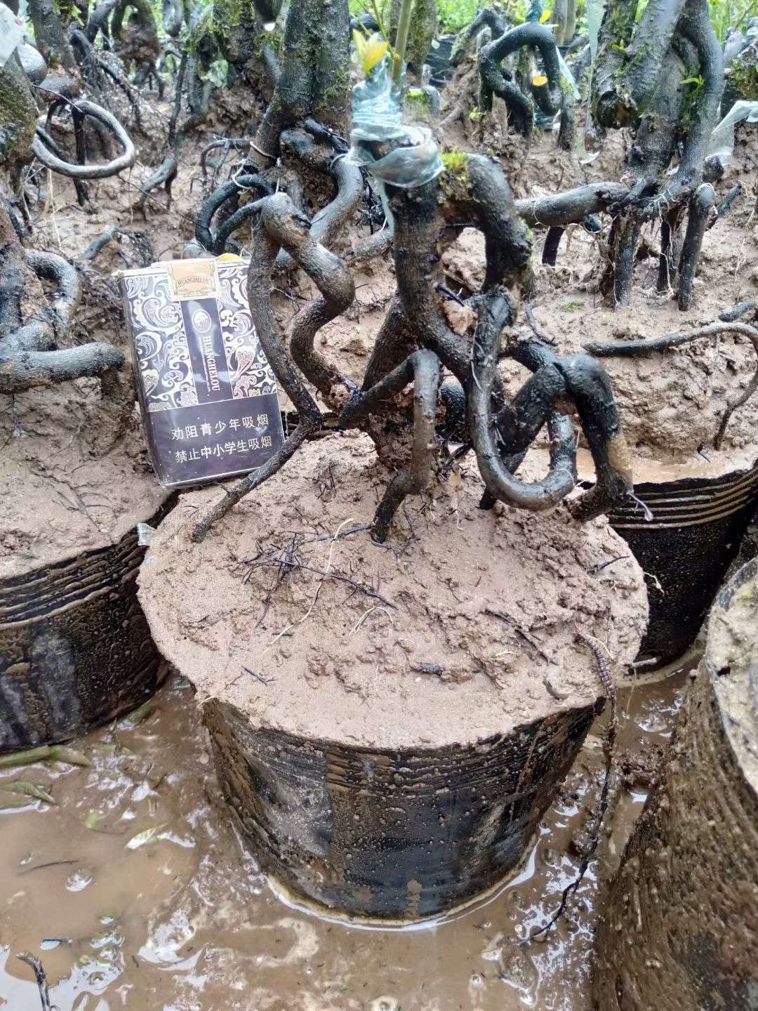 金弹子血红！根艺！小盆景！