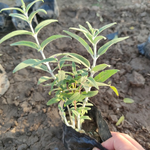 中山市草花 墨西哥鼠尾草，紫花时花，基地批发
