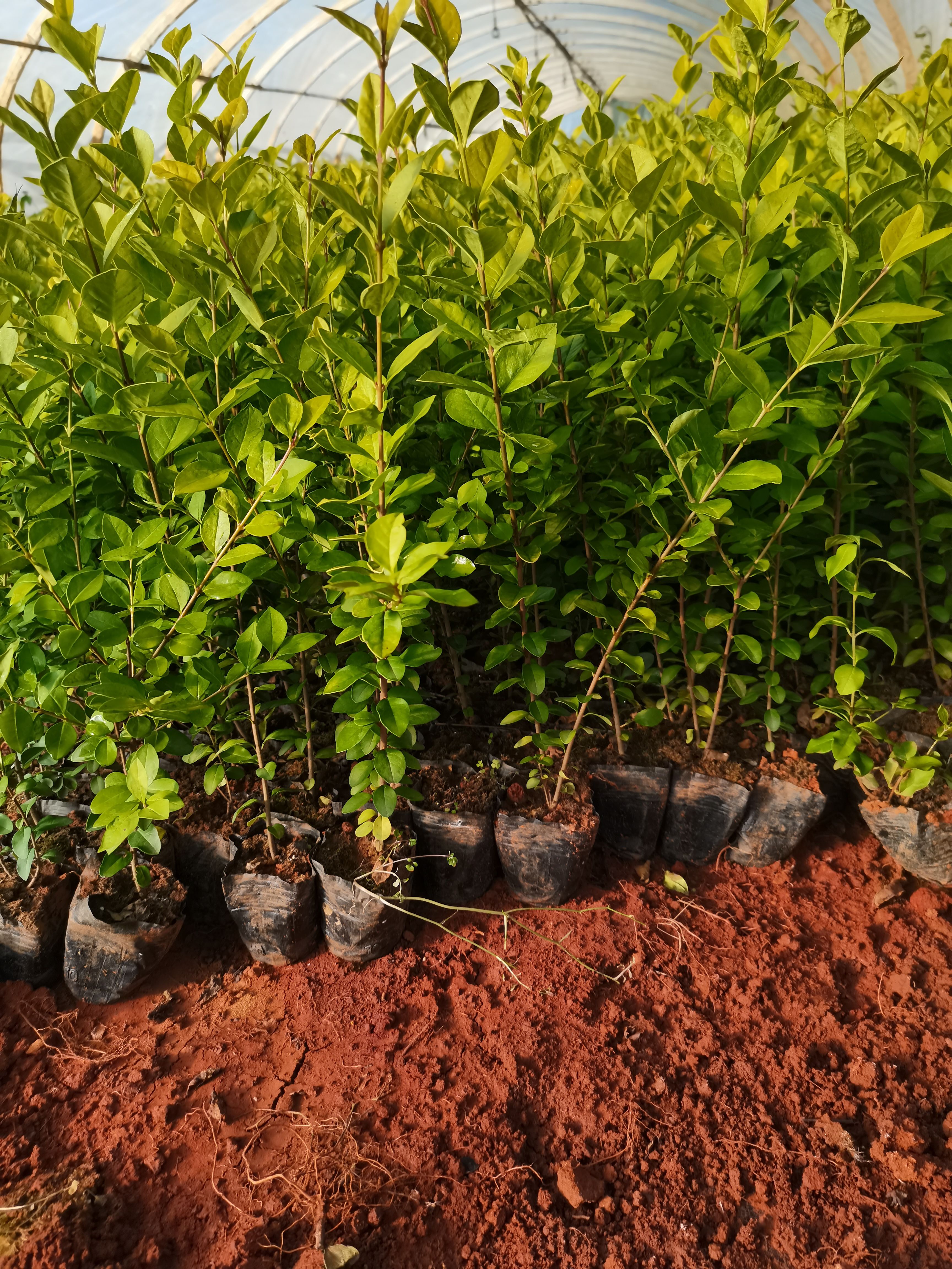 金叶女贞，云南昆明金叶女贞种植园一手货源