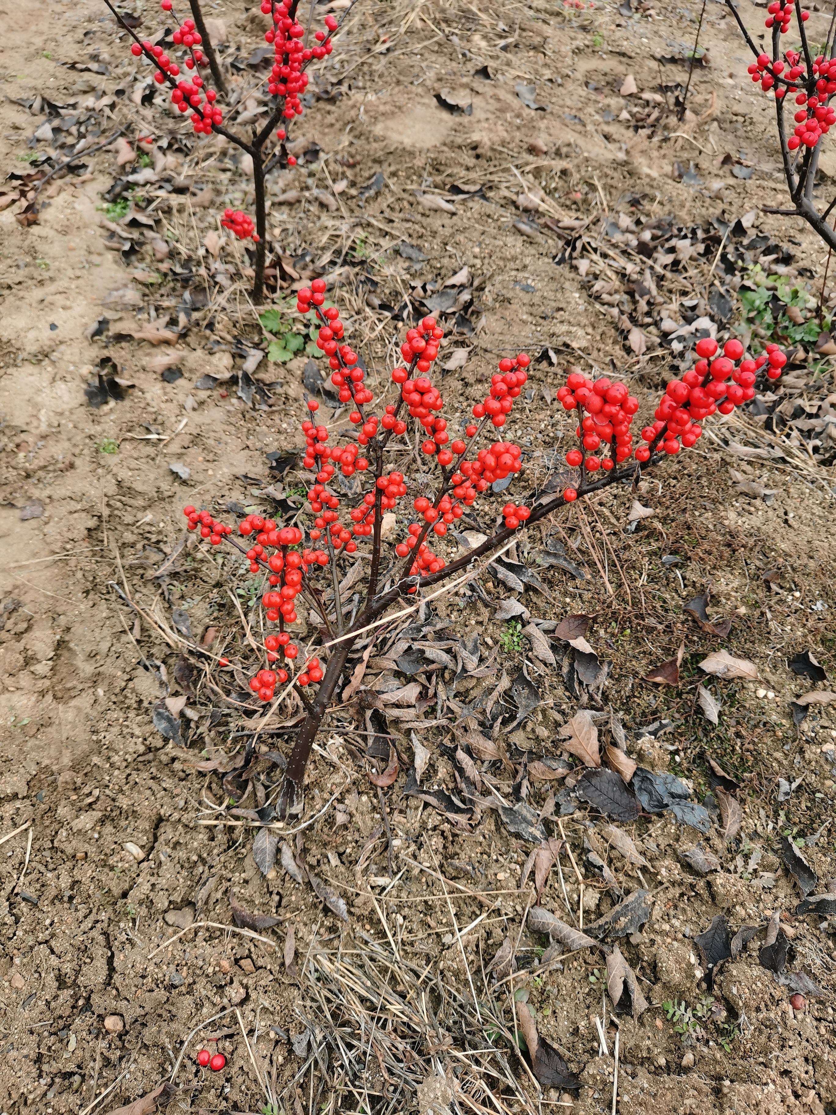 北美冬青观赏果子的好品种 有冬红 奥尼尔等品种也可切枝