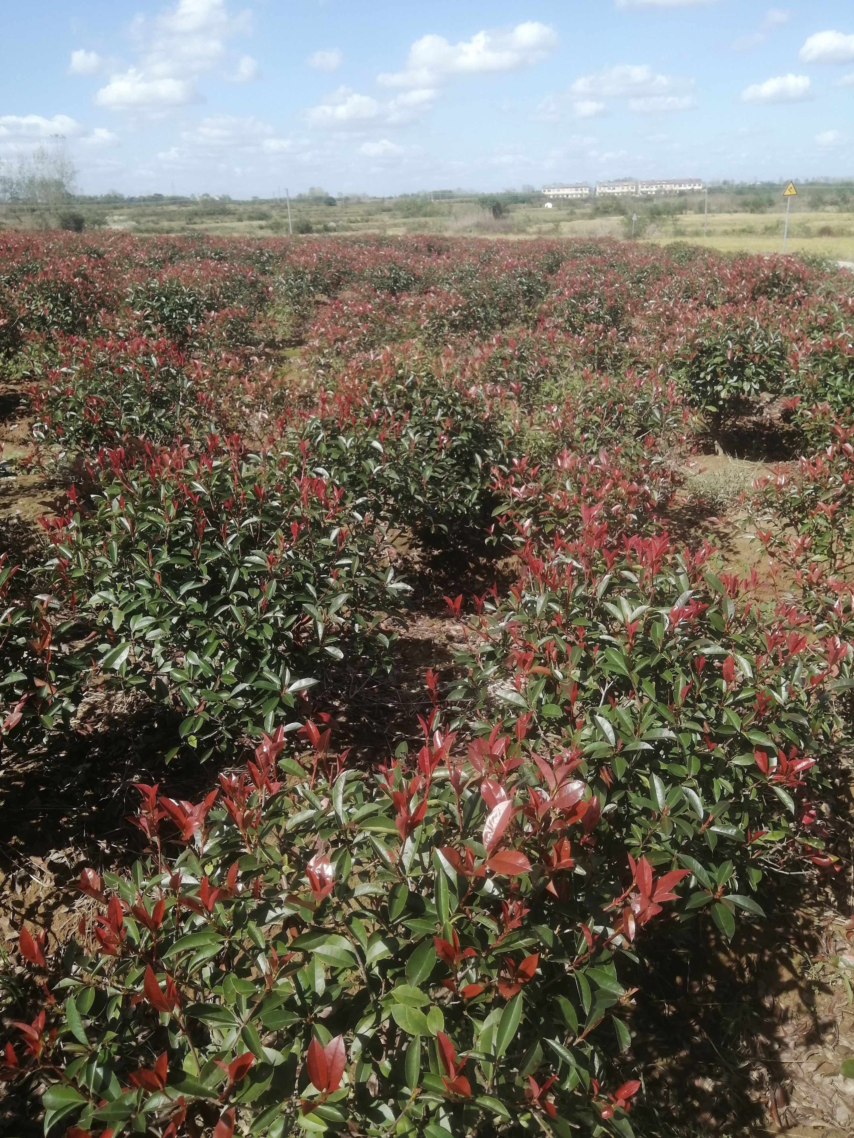 红叶石楠裸根苗，全国发货 ，红叶石楠杯苗，红叶石楠毛球