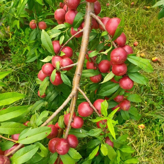 滨州嫁接桃苗珍珠枣油桃苗 产量高易管理苗圃基地直供成活率高包技。