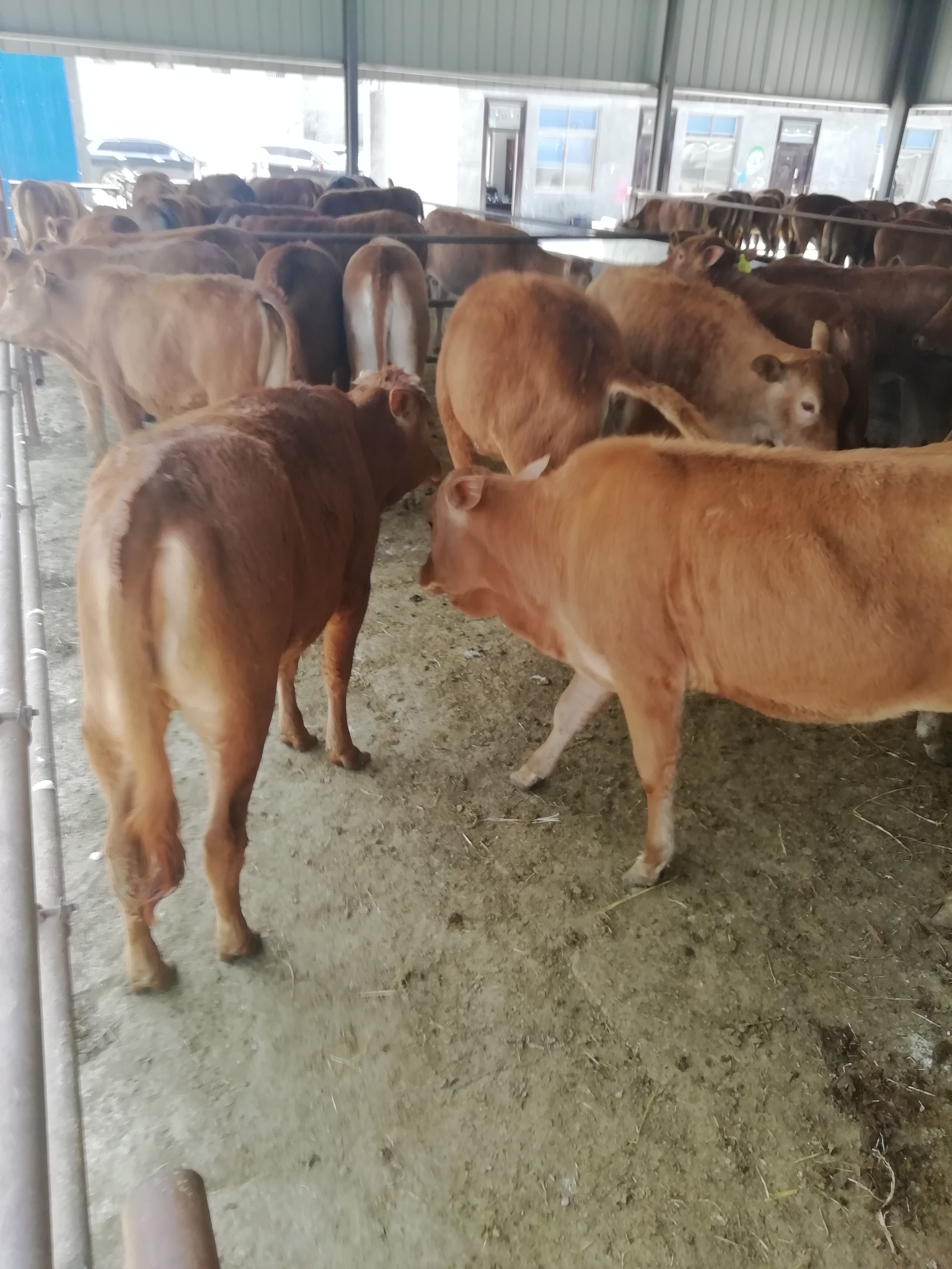 西门塔尔牛牛犊，肉牛牛犊，纯种西门塔尔牛牛犊