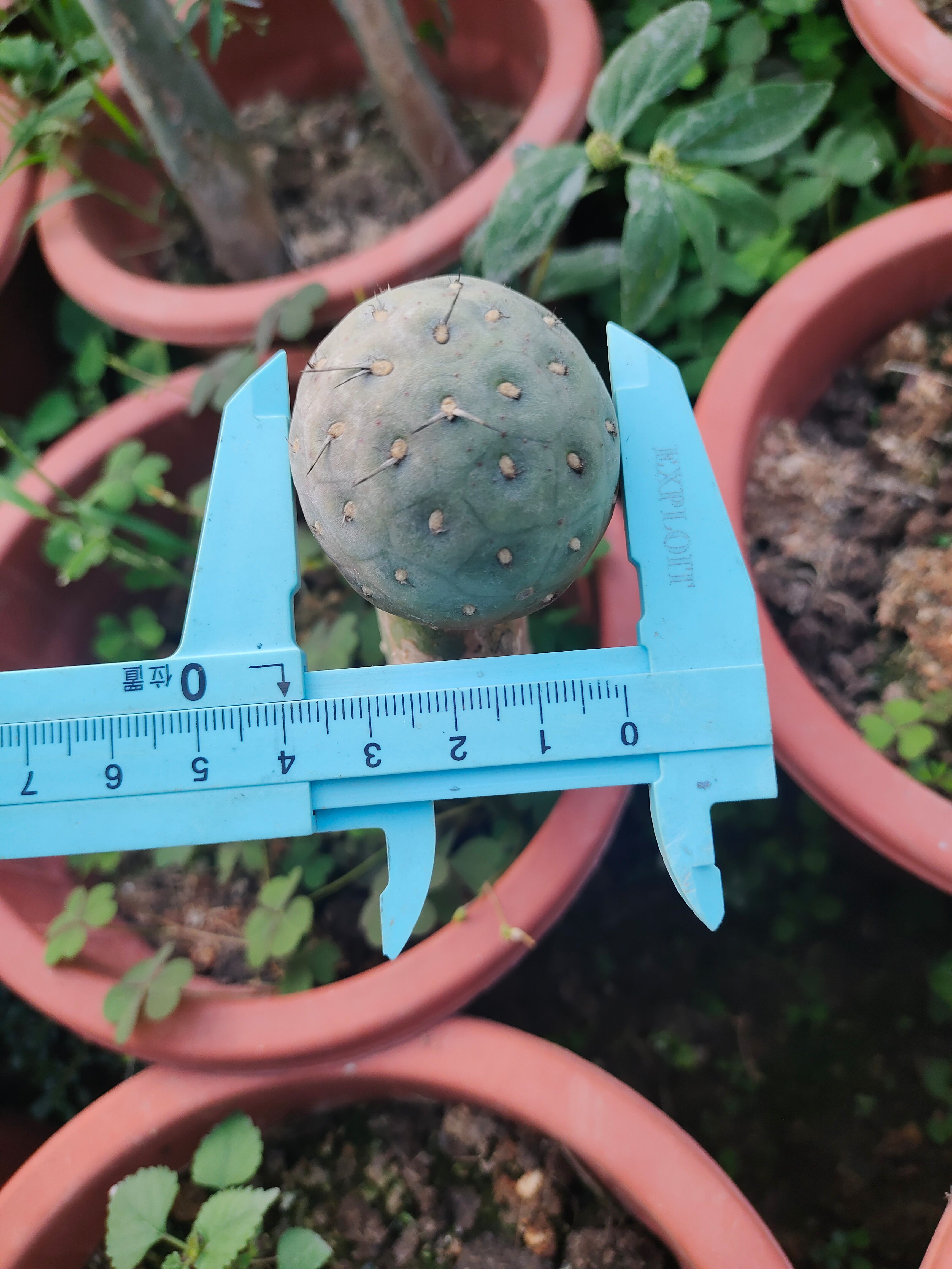 习自恐龙蛋仙人球仙人掌嫁接