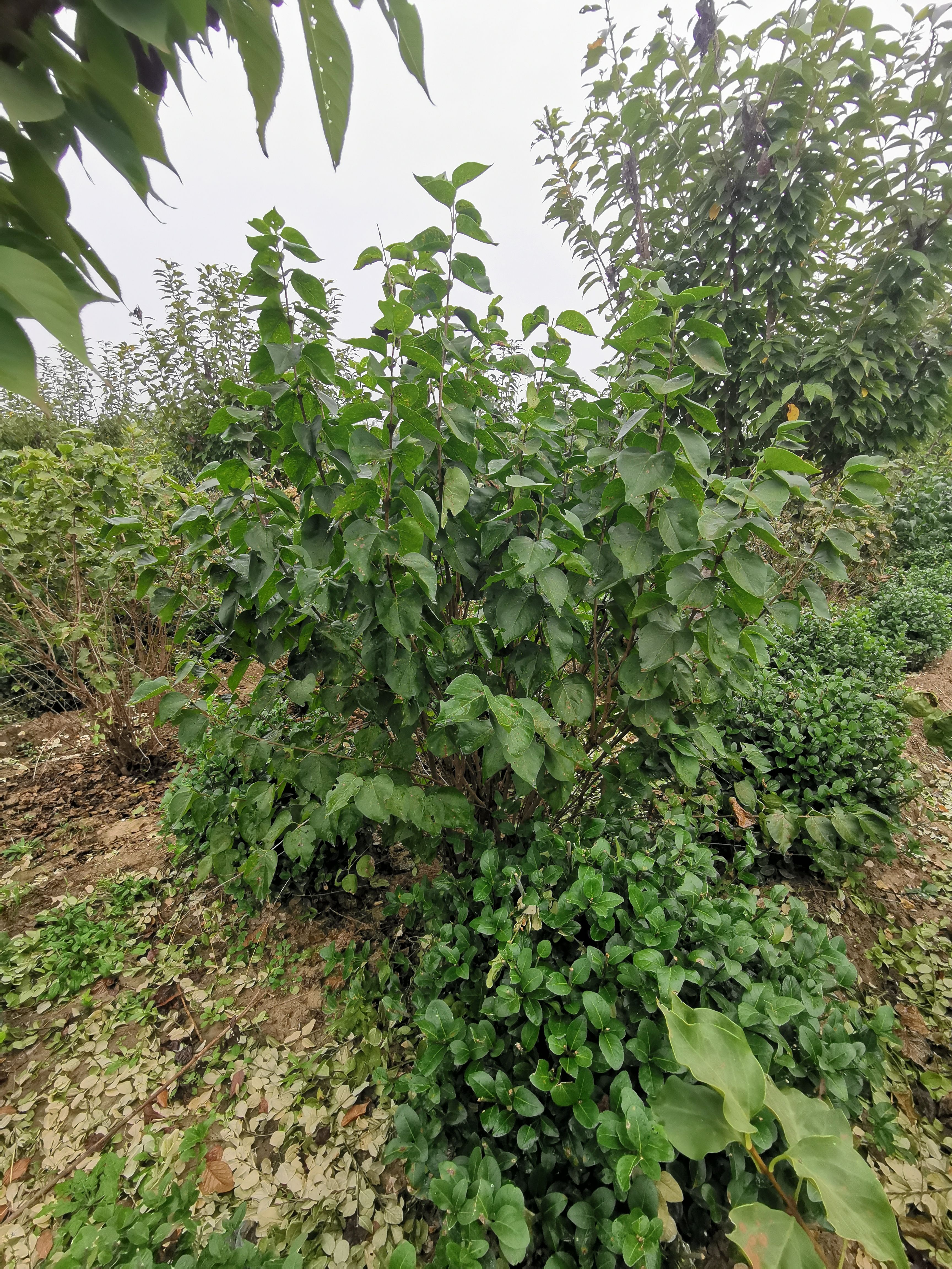 紫丁香  丛生丁香，2米丛生丁香价格，冠幅1.5米丛生丁香，