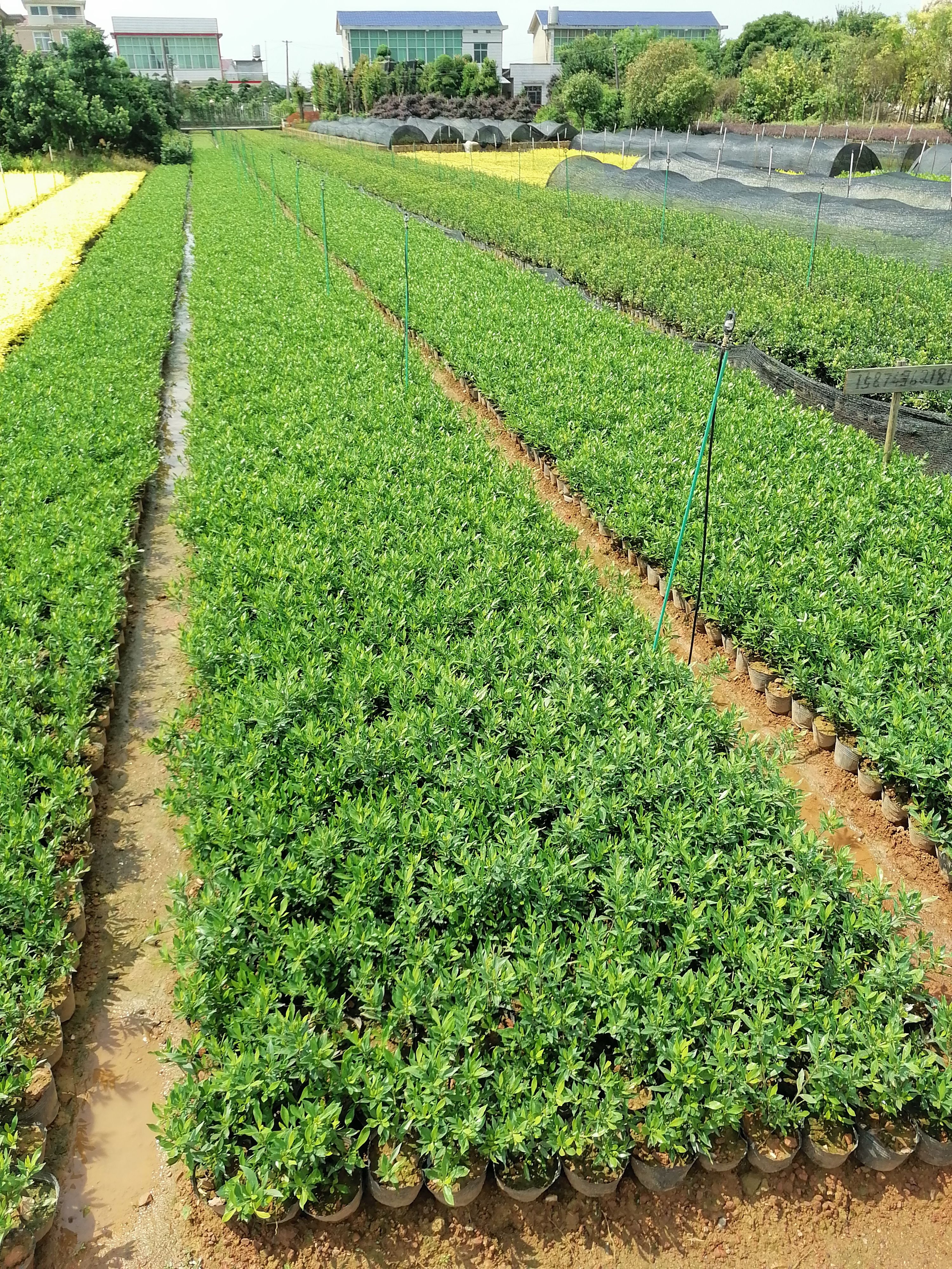  农户直供 杜鹃杯苗 杜鹃小苗 杜鹃地苗 基地批发 量大价优