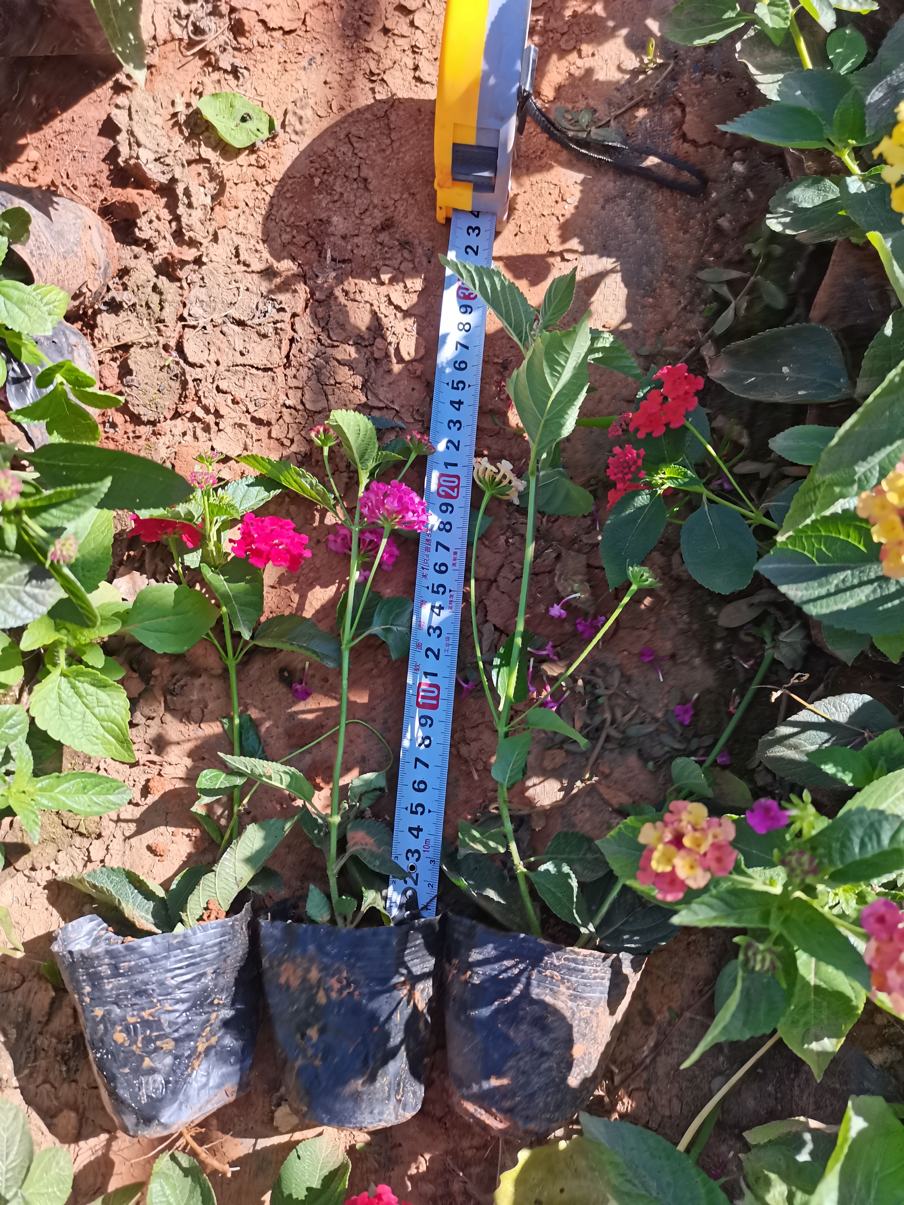 马缨丹盆栽  五色梅，马缨丹云南昆明种植园一手货源