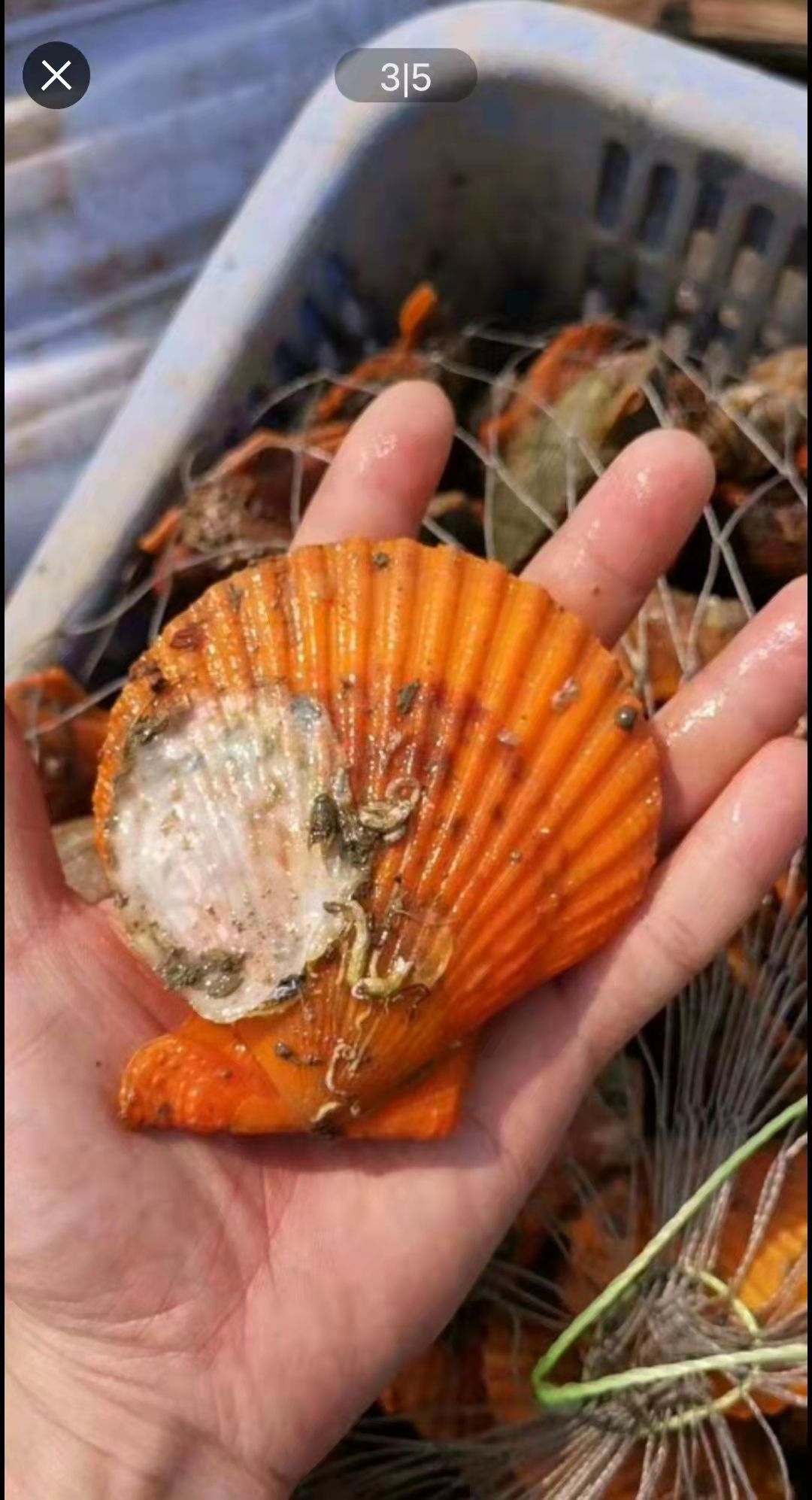 黄金贝  黄金扇贝 清蒸烧烤 脆肉可口 一手货源 现货现发