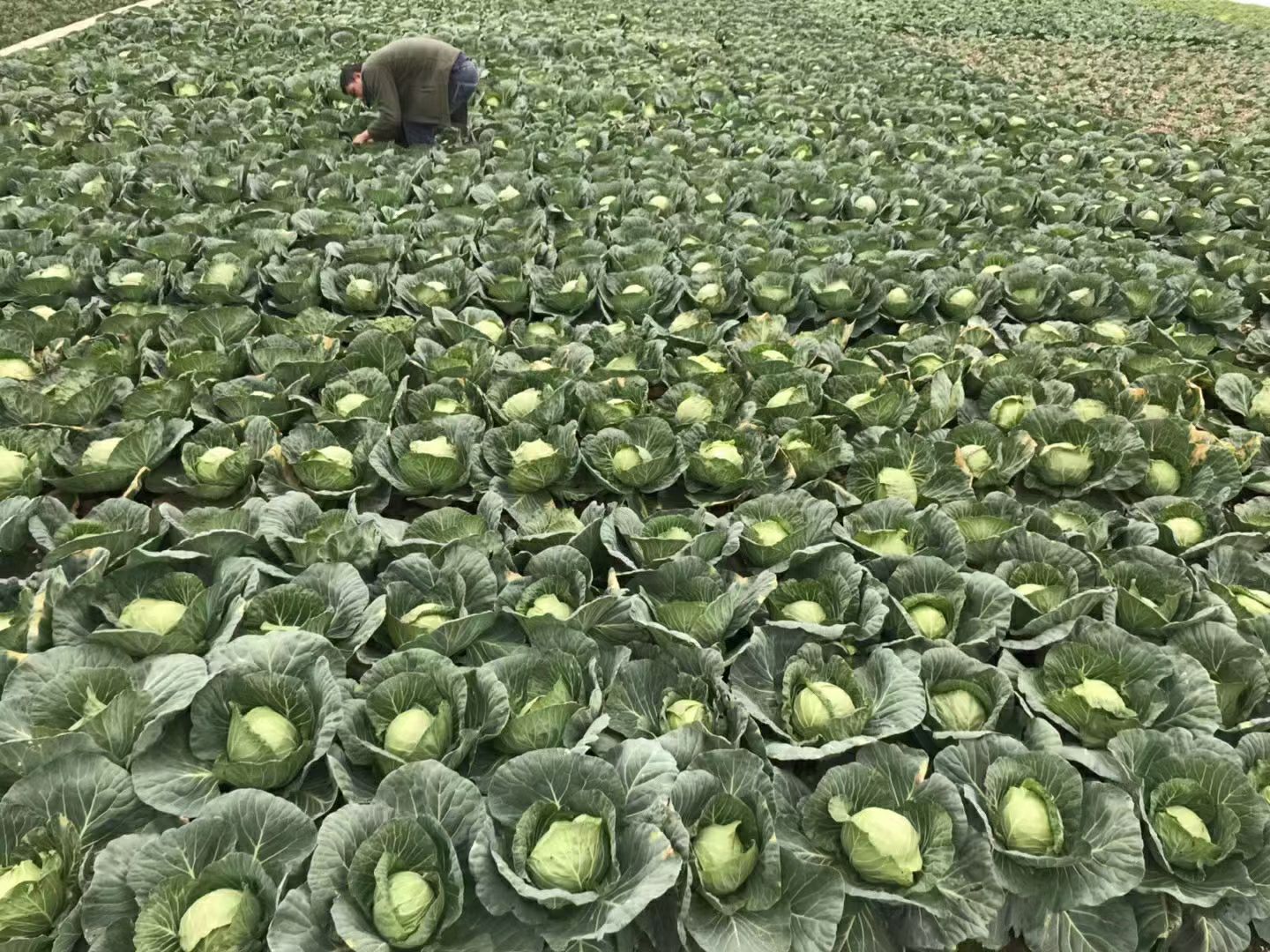 甘蓝苗，包菜苗，叶色浓绿，结球紧实，抗裂性强抗病虫性强耐低温