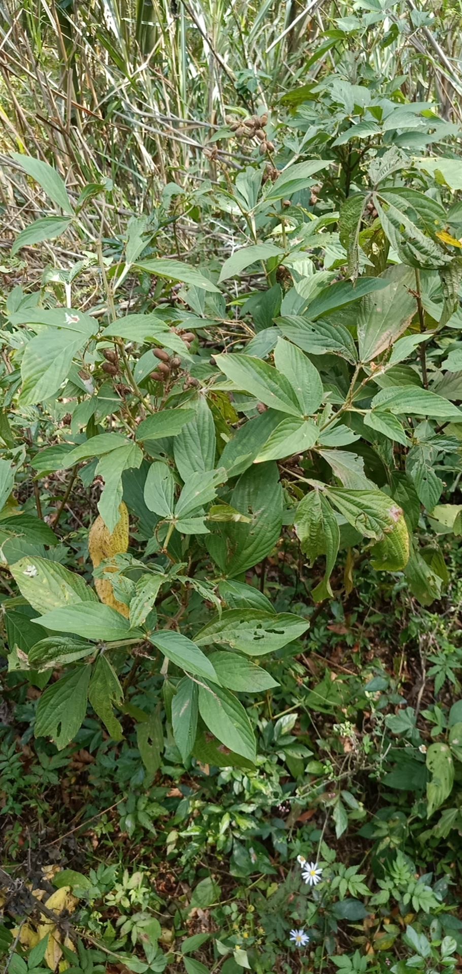 千斤拔 广东龙川千斤拨