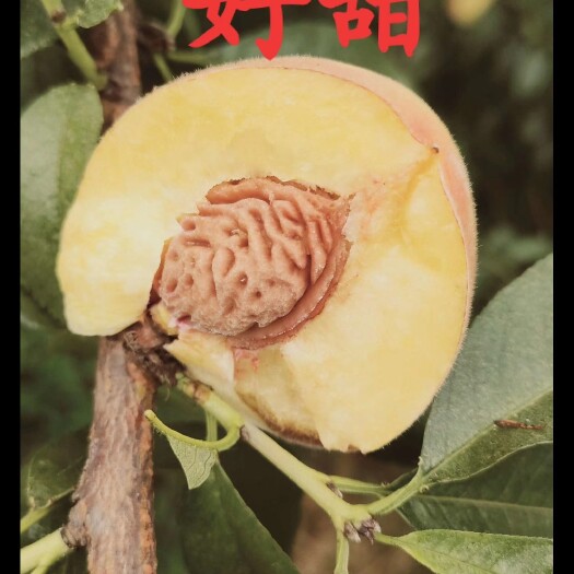 蒲江县锦绣黄桃苗  黄桃苗