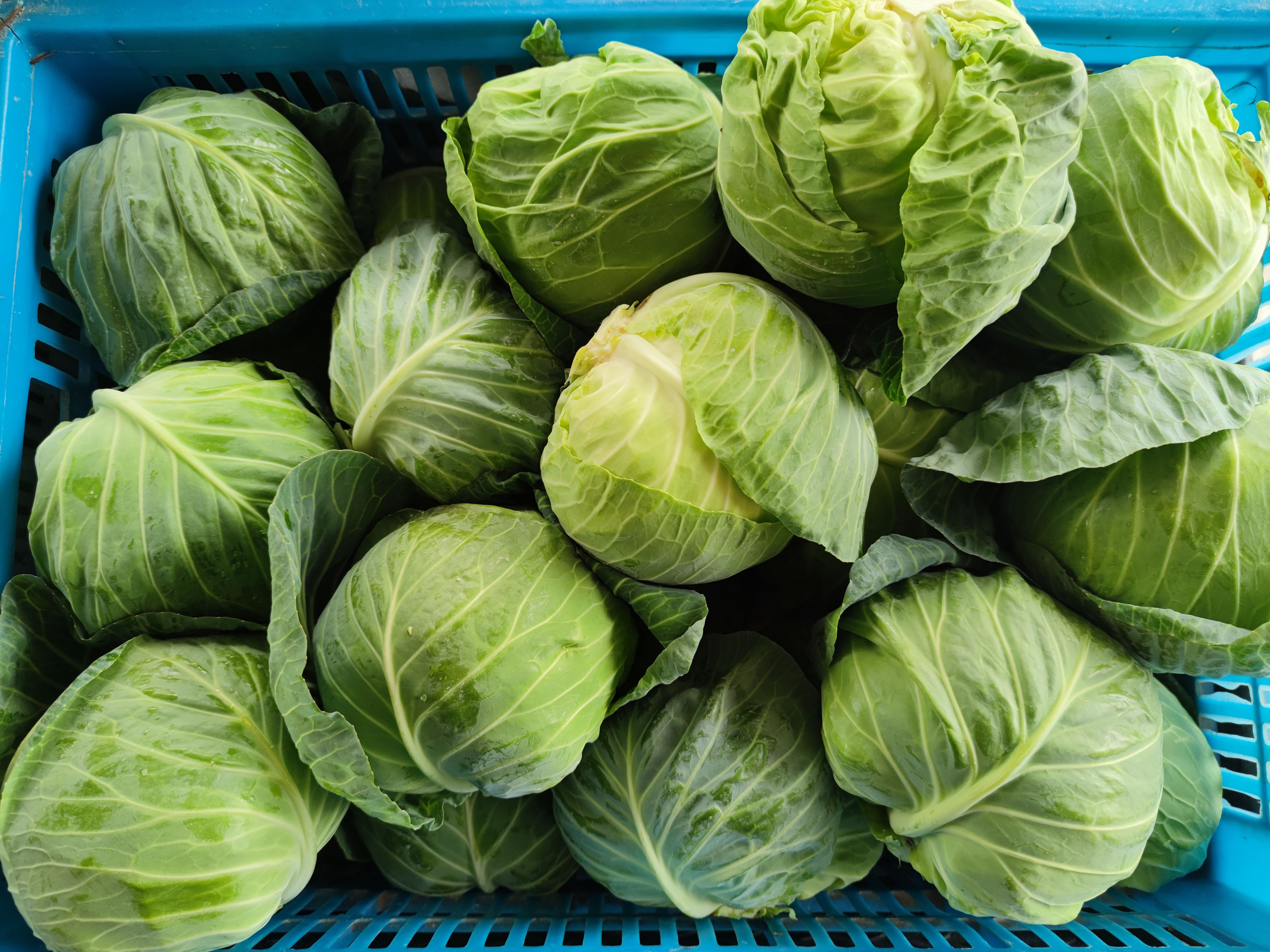 新鲜甘蓝圆包菜产地直供