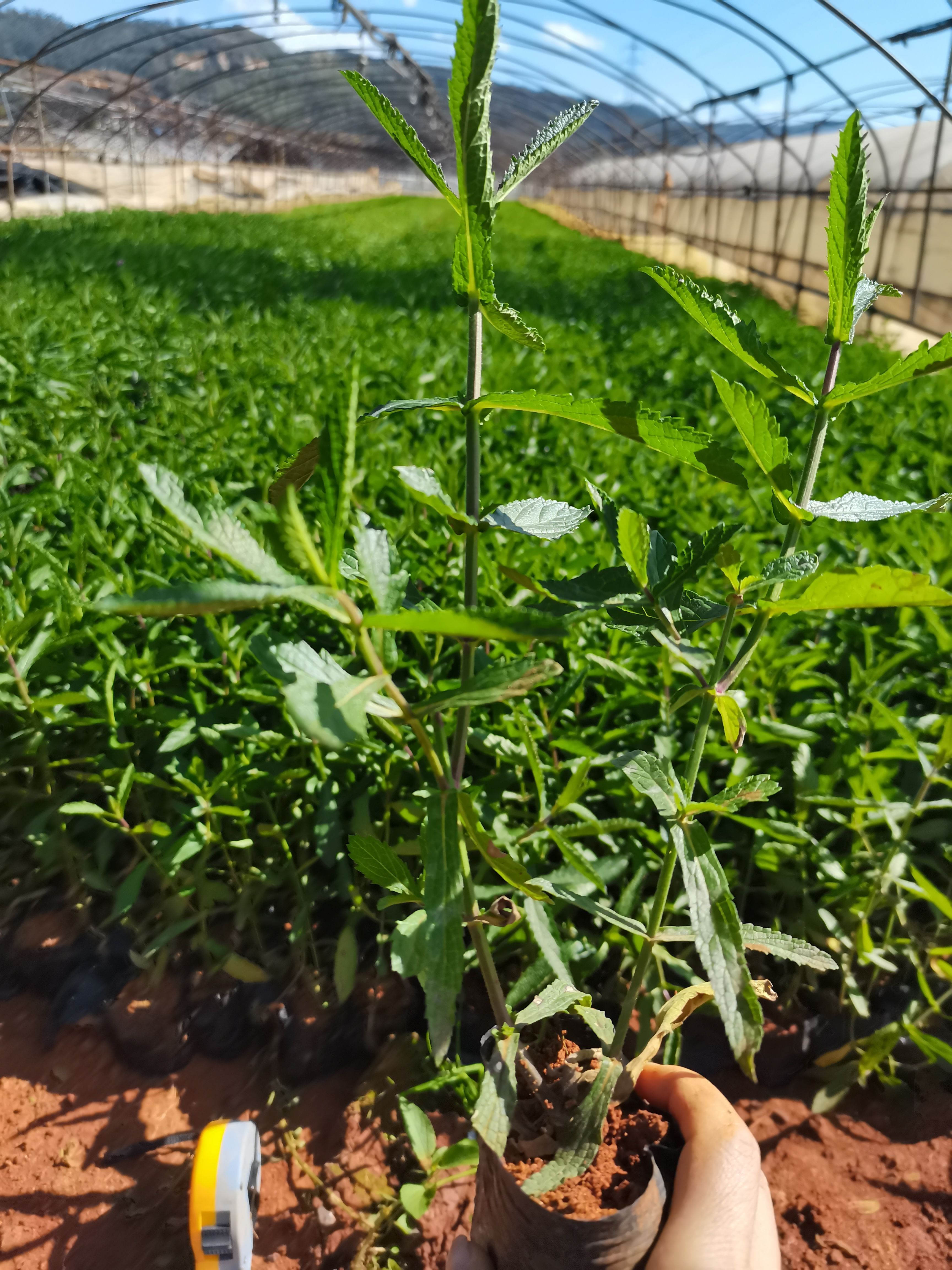马鞭草种苗  马鞭草，云南昆明马鞭草种植园一手货源