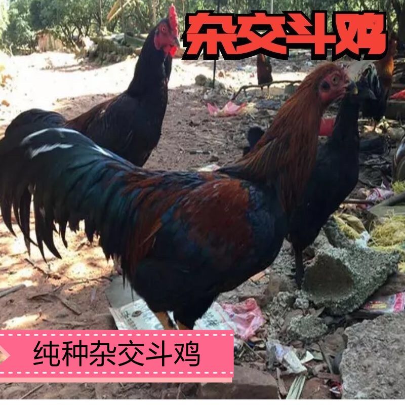 杂交斗鸡苗，肉质鲜美，结实，容易成活，包打预苗，