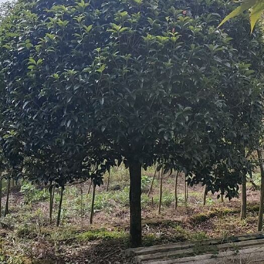 八月桂 20公分桂花树，桂花基地！可供苗圃以及合工程，