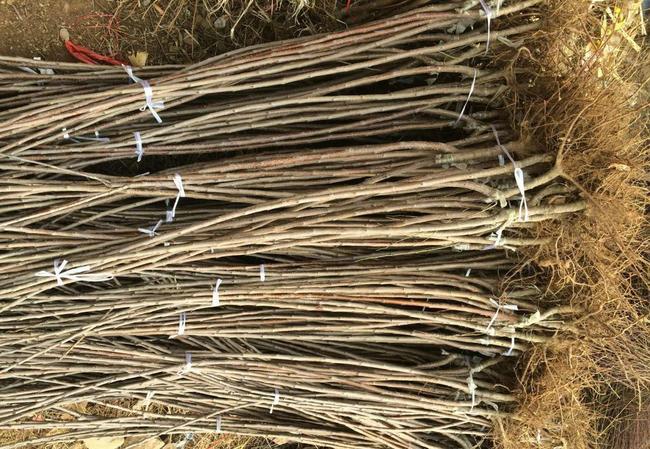 红富士苹果苗  红富士系列苹果苗矮化苹果苗