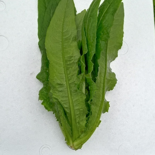 青州市油麦菜，细根