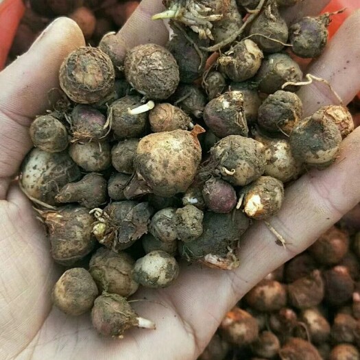 邵东市旱半夏种苗