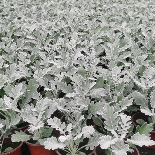 嘉善县银叶菊 
