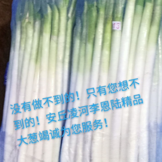 安丘市铁杆大葱  精品中粗以上大葱，无夹心！无断葱！