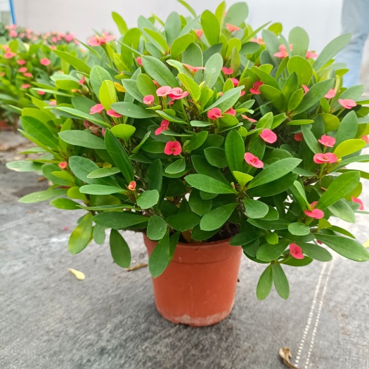 佛山铁海棠盆栽 虎刺梅盆栽办公室桌面观花绿植带花发货【基地直供