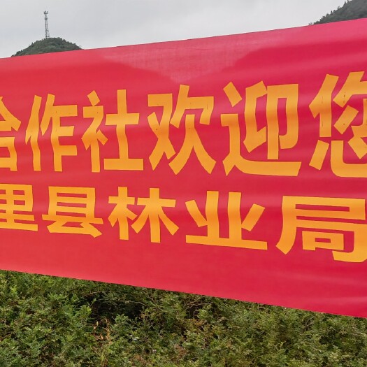 龙里县刺梨苗（二年苗）贵州省重点刺梨基地（整车含运费送货上门）