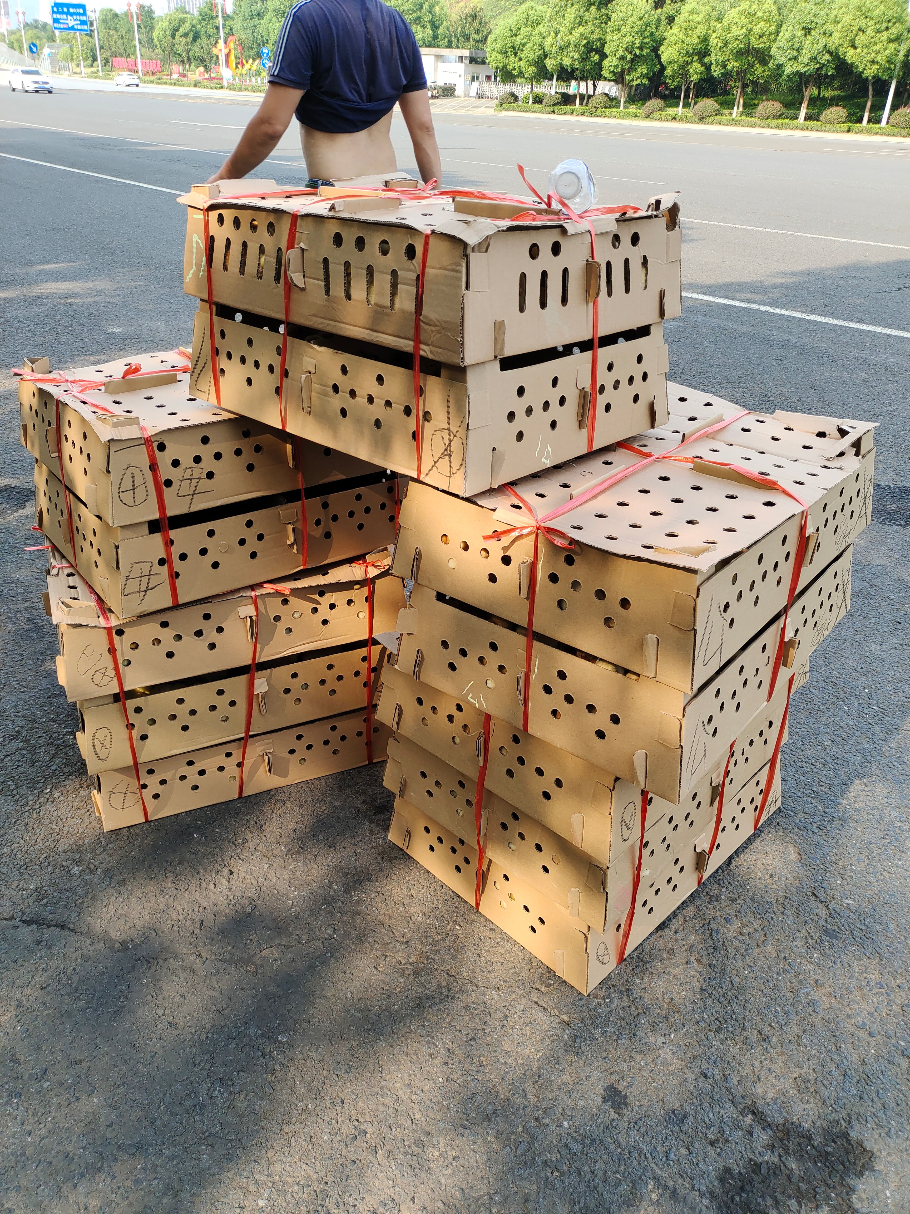 肉鸡苗  大种青脚麻鸡公苗温氏大种青脚红公鸡苗快大青脚鸡苗