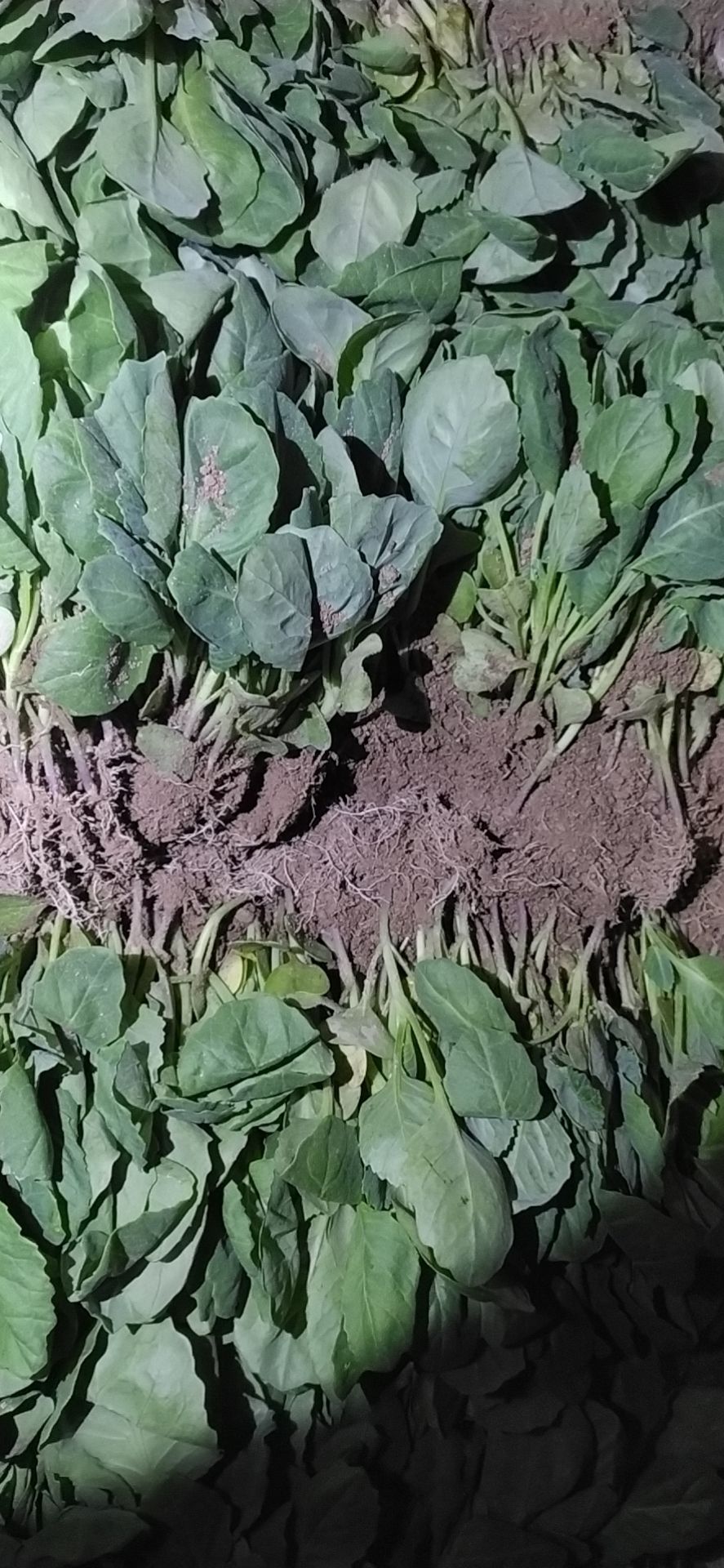 包菜苗 包菜，牛心包，自己苗场直销，福建地区更优惠，苗壮实，