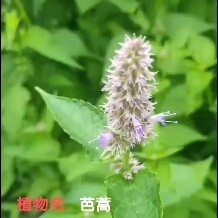 宝清县 芭蒿籽
