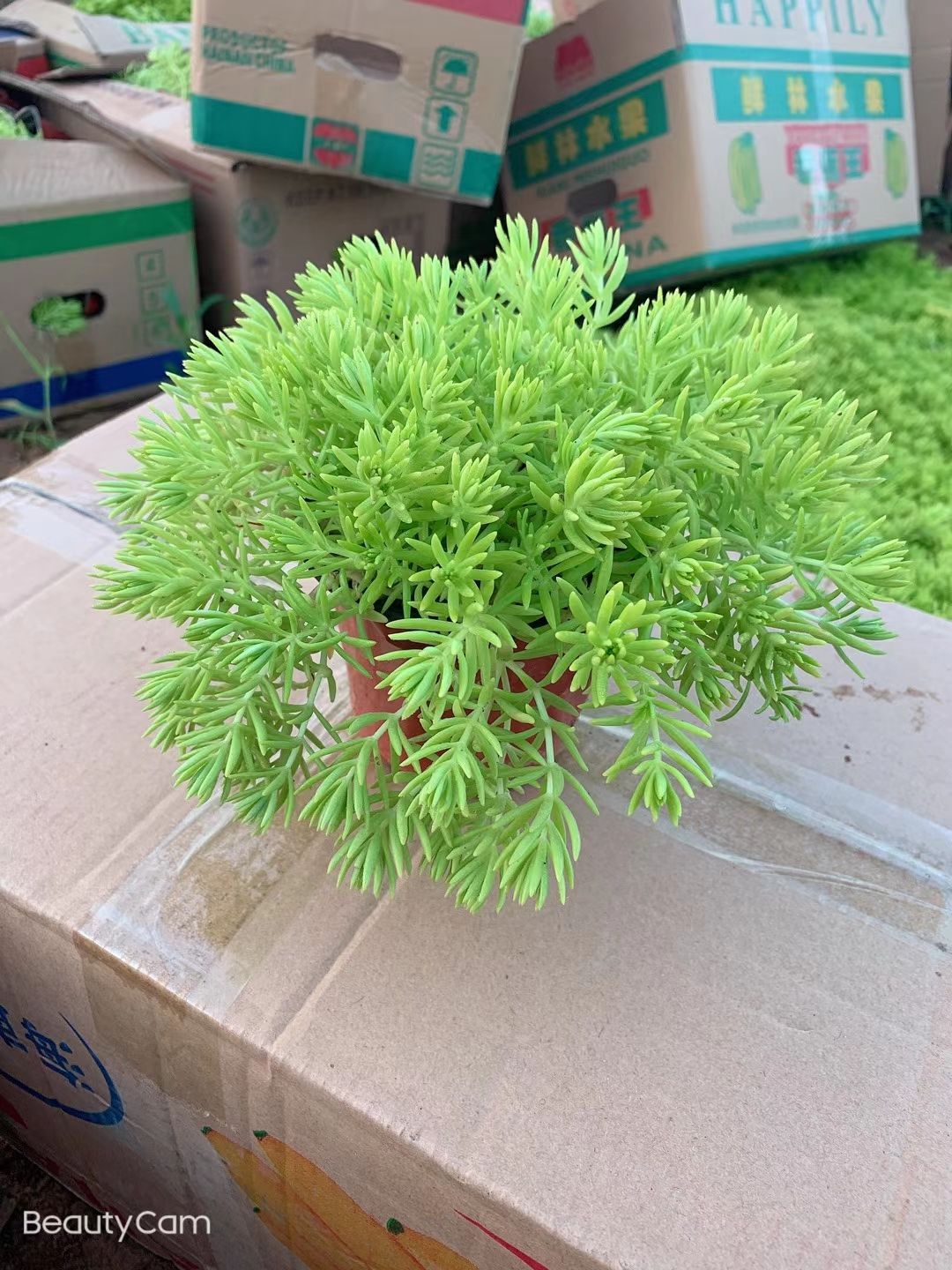 金叶佛甲草绿叶佛甲草