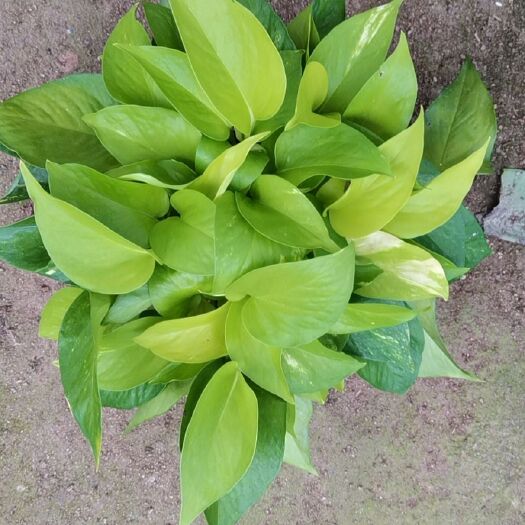 广州绿萝 110黄金葛