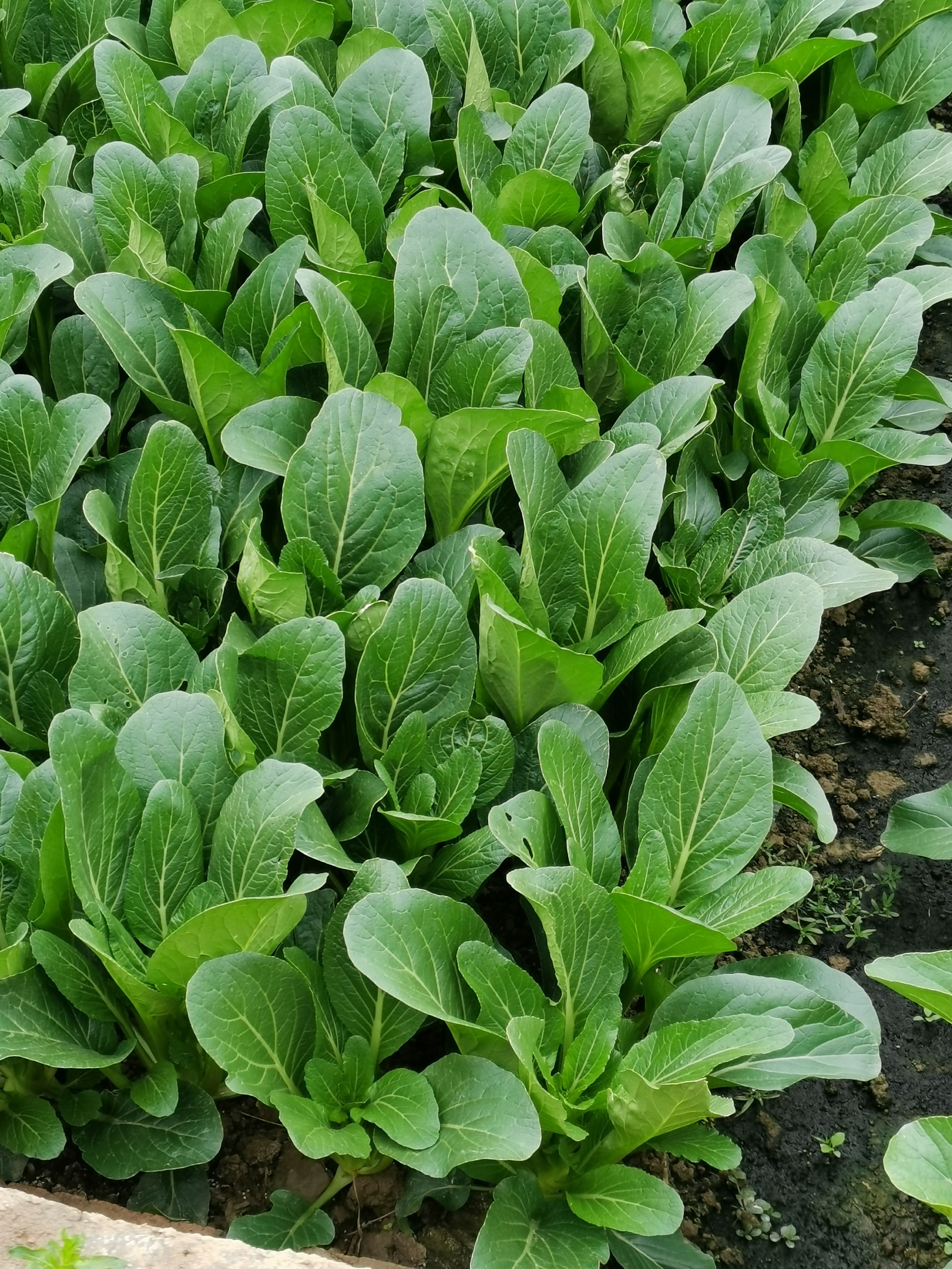 粗条尖叫80天甜菜心400克