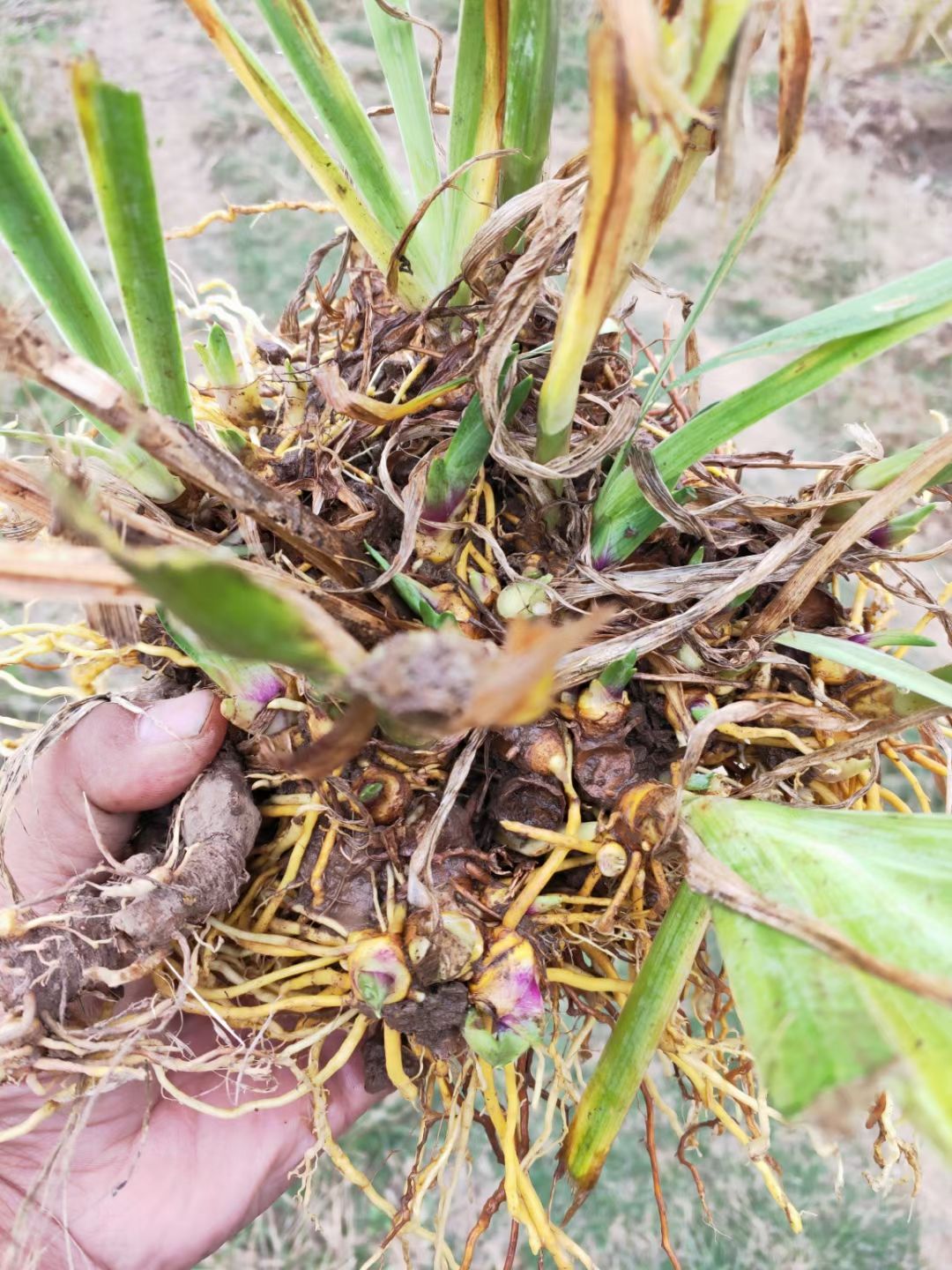 射干种子，射干种苗，湖南射干种子种苗