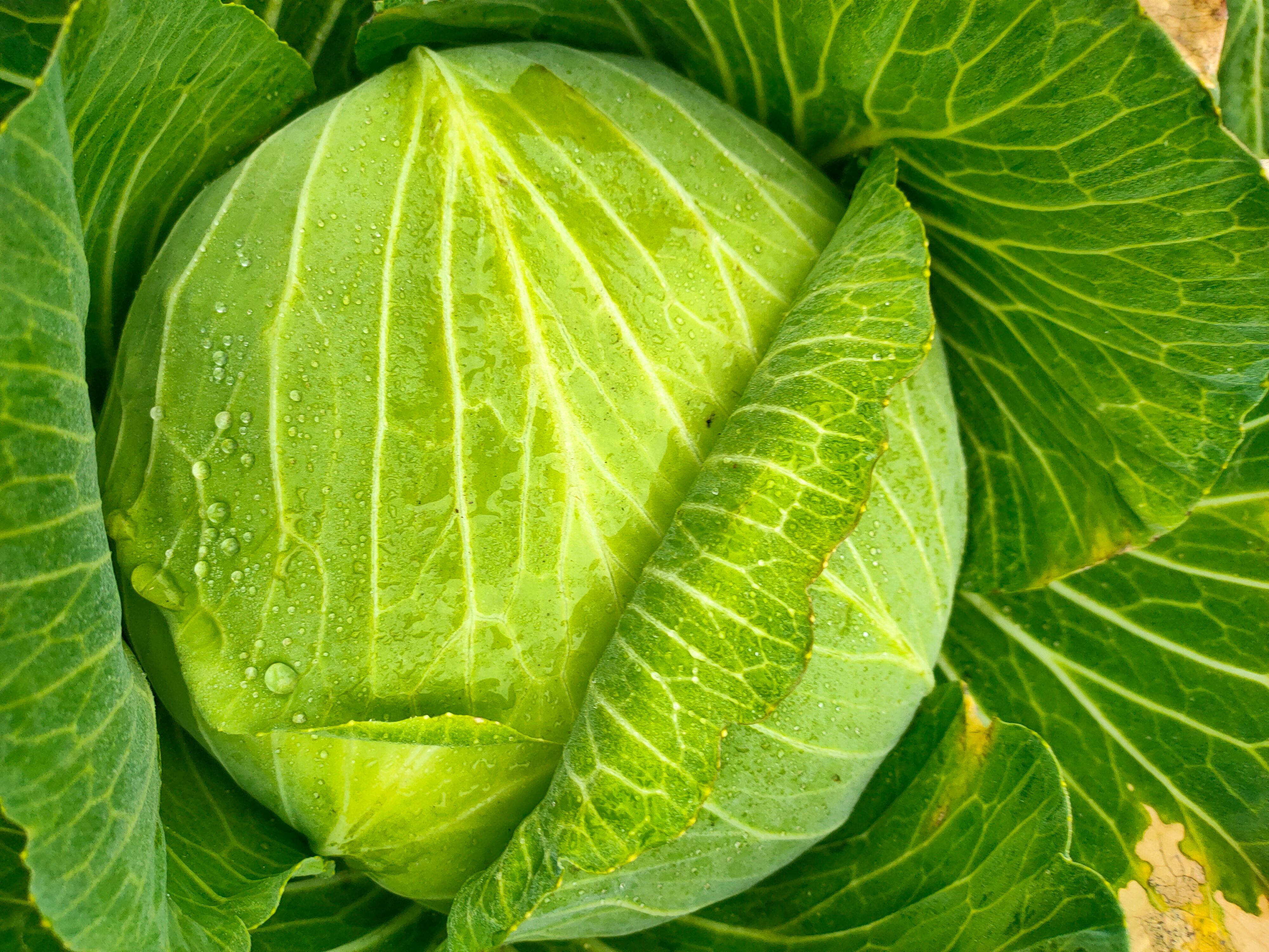 绿甘蓝种子 兴品京丰一号种子甘蓝种子莲花白种子包菜种子花型美观