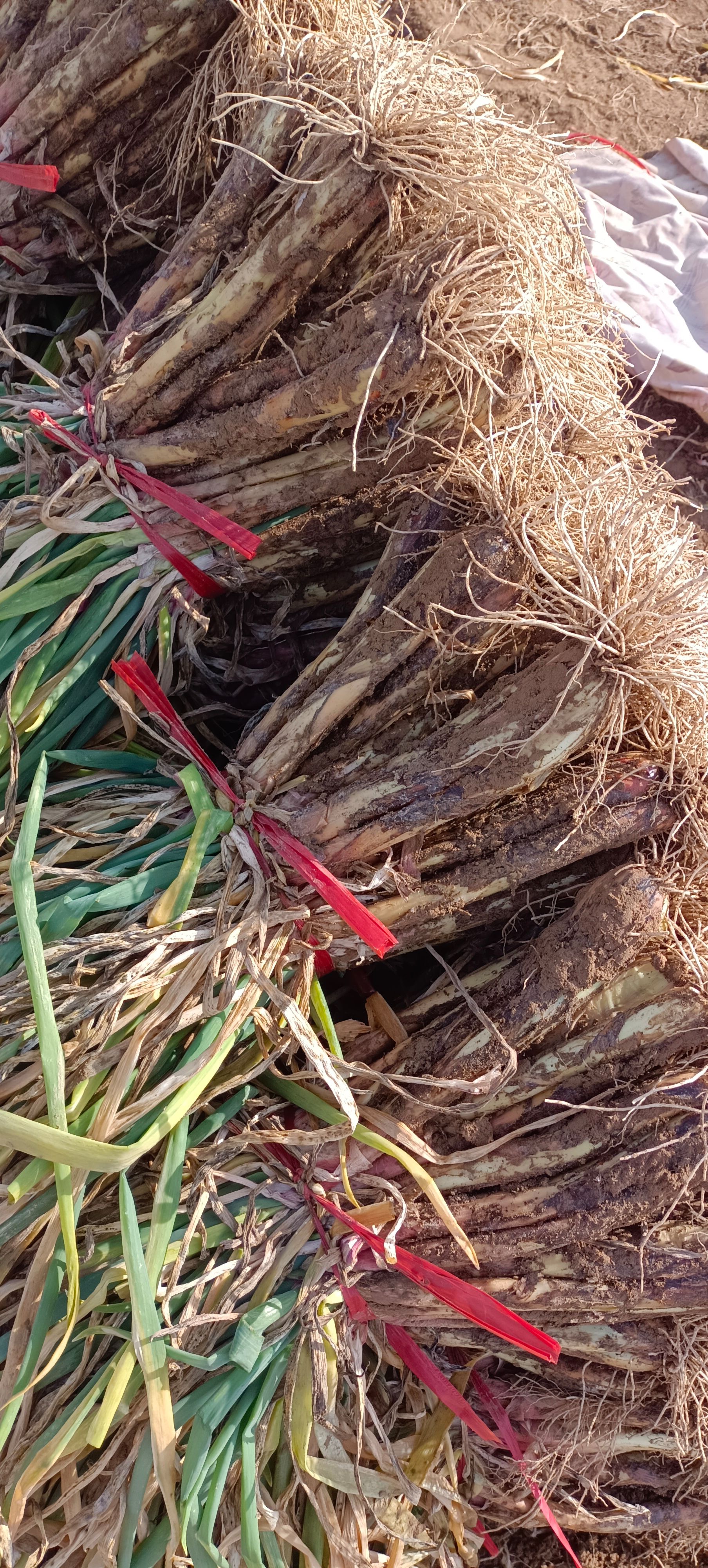 鸡腿大葱  叶子绿  杆子长 产地直销