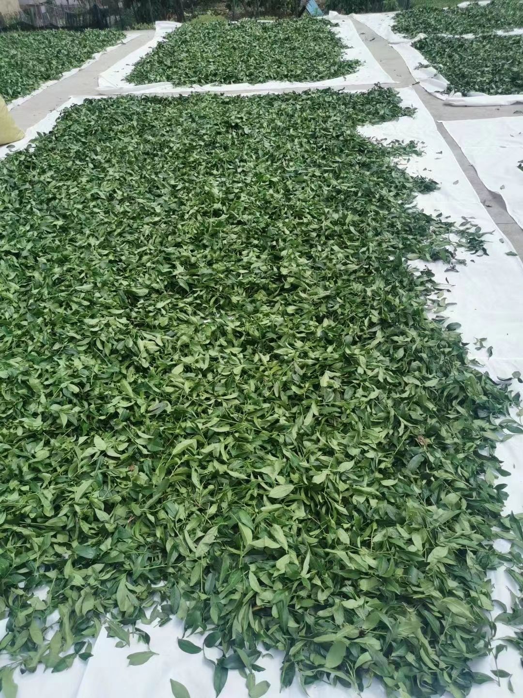 2021新茶正宗原产地平和白芽奇兰茶乌龙茶