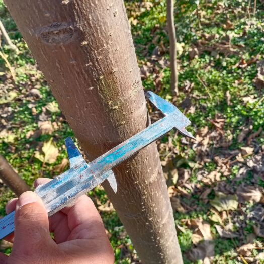 商水县金丝楸 楸树