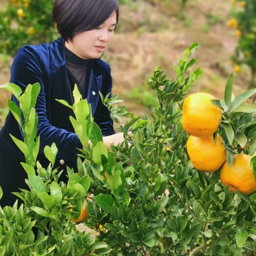 椪柑 中国高山茶之乡福建-大田云雾芦柑场