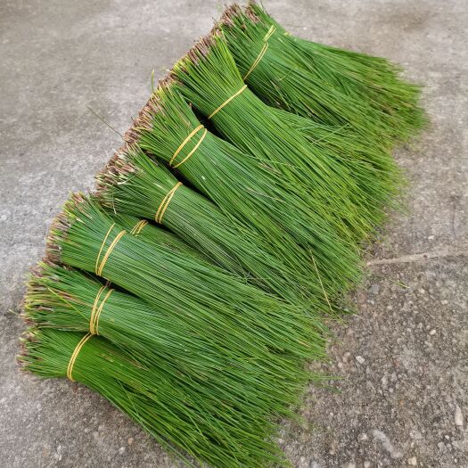 永丰县江西精品马尾松针，优质松针，下单现采，鲜货绿油油的，皮筋捆好