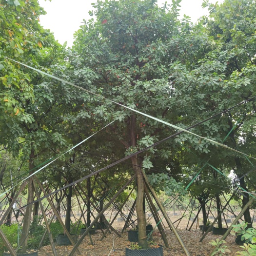 中山市草花 红花玉蕊，多花行道树，单杆，丛生，中山乔木基地批发