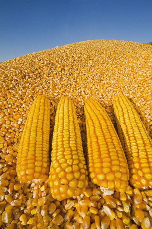 广州干玉米 大批量玉米（一级二级，国标，10万吨起批）