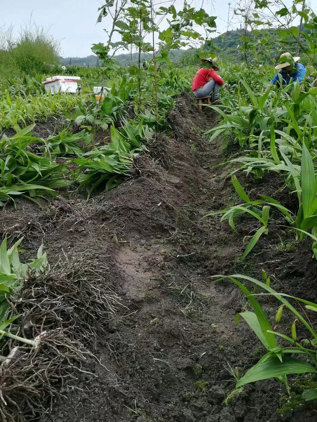 紫花白芨苗  白芨种苗，紫花白芨种苗，湖南白芨种苗