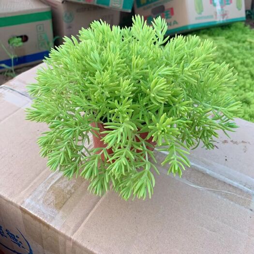 青州市金叶佛甲草绿叶佛甲草