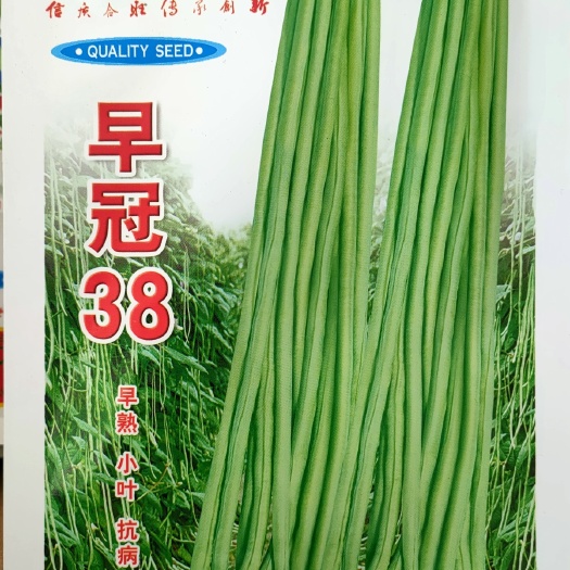 早熟豇豆种子同时播种提前2-3周上市嫩绿色