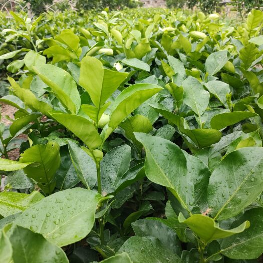 平和县三红蜜柚苗