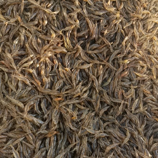 潜江市湖北潜江白米虾，精品河虾，小鱼！