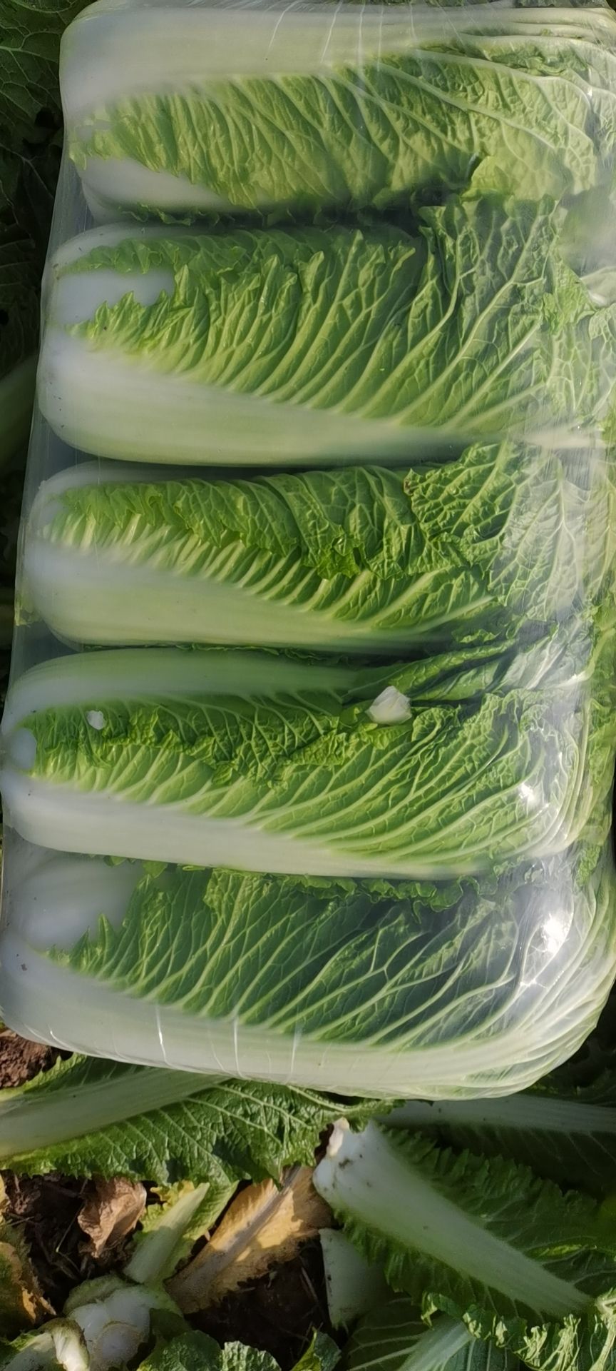北京新3号  北京新三号大白菜大量上市中，可根据客户要求